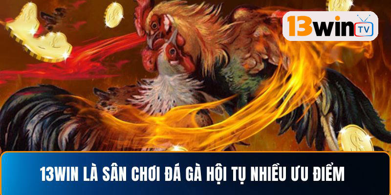 Các hình thức đá gà đa dạng tại 13WIN