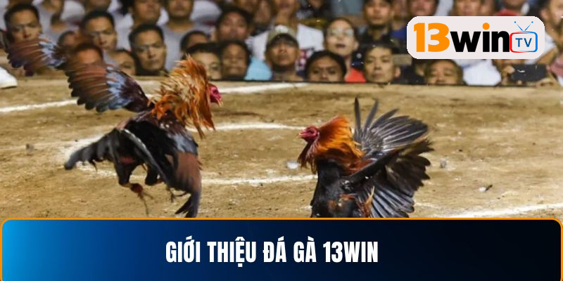 Tìm hiểu sảnh Đá gà 13WIN uy tín và chất lượng